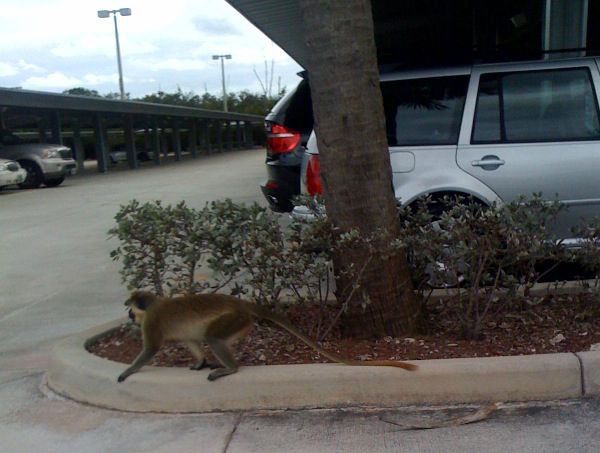Monkey Business at the Park N Fly in Ft. Lauderdale