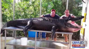 "Lumpy" the 765 pound alligator killed for sport.