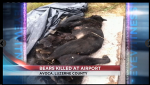 Mother bear and three cubs who who killed at the Wilkes-Barre/Scranton Internaitonal Airport. Photo credit: WBRE TV