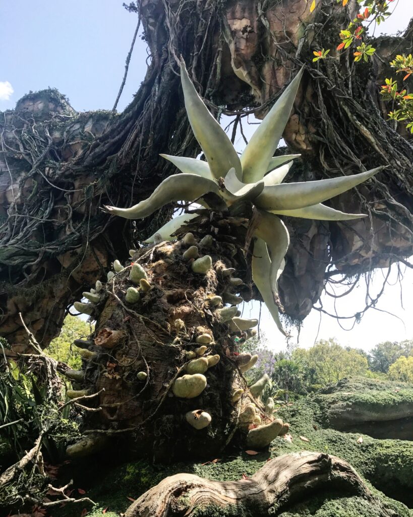 A look at some of the beautiful alien plant life inside Pandora - The World of Avatar at Disney's Animal Kingdom