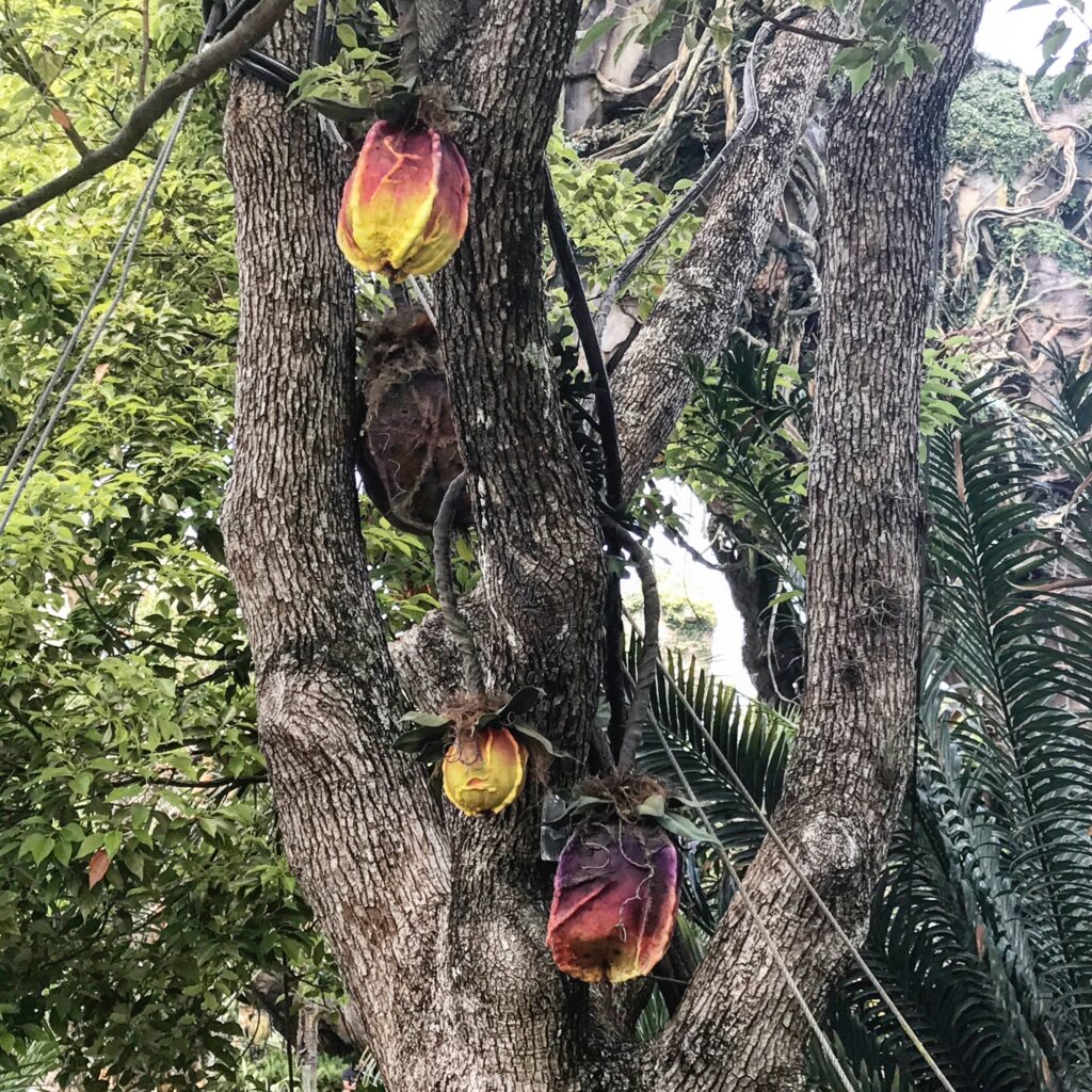 A look at some of the beautiful alien plant life inside Pandora - The World of Avatar at Disney's Animal Kingdom