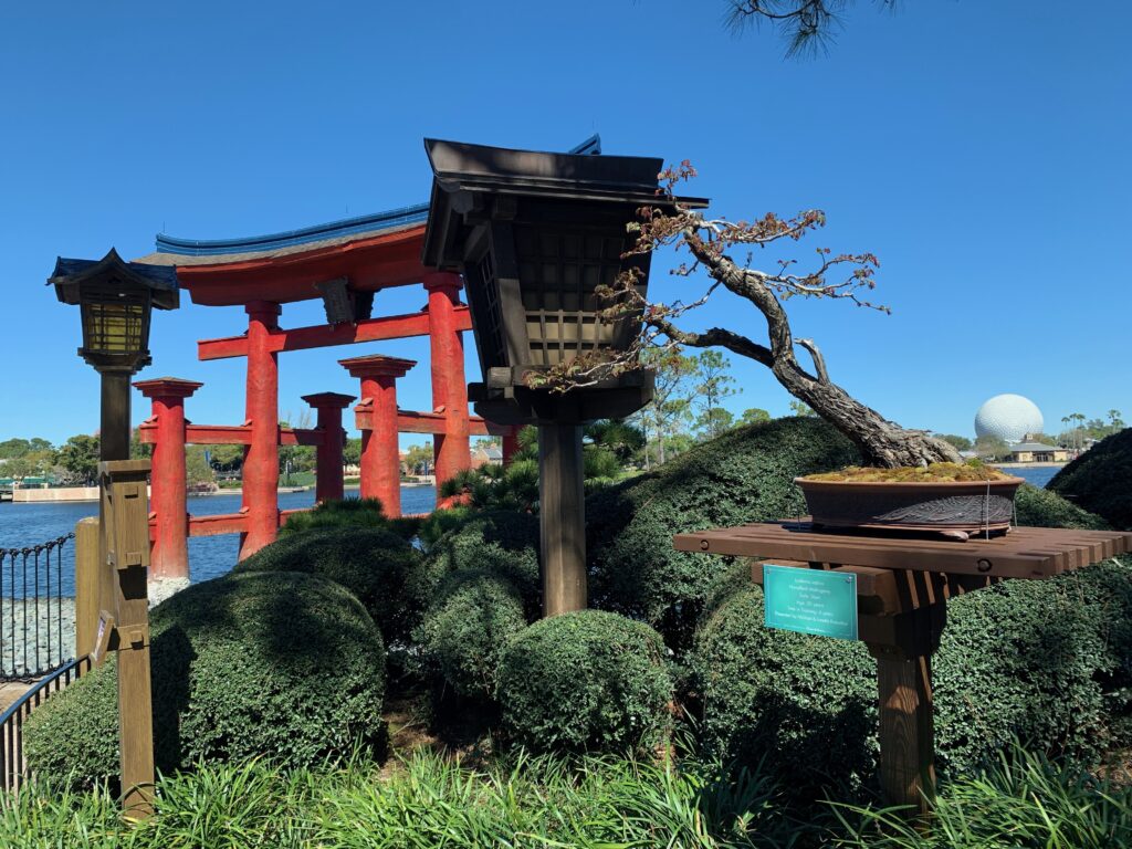 Several Bonsai Trees are on display in Japan