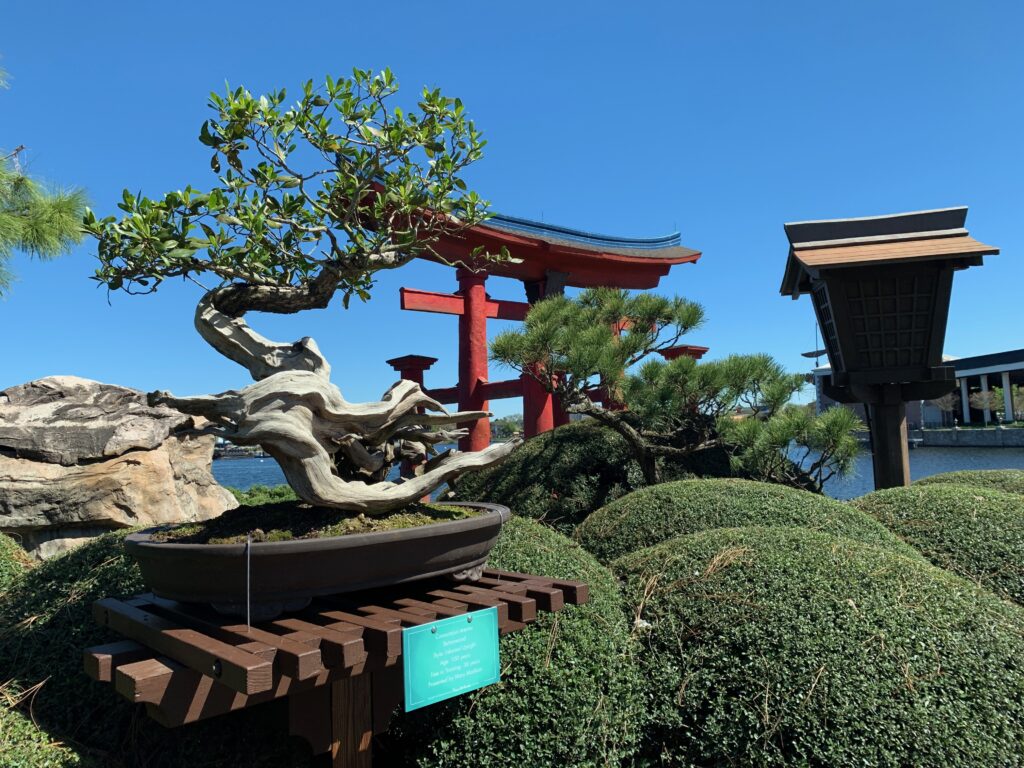 Several Bonsai Trees are on display in Japan
