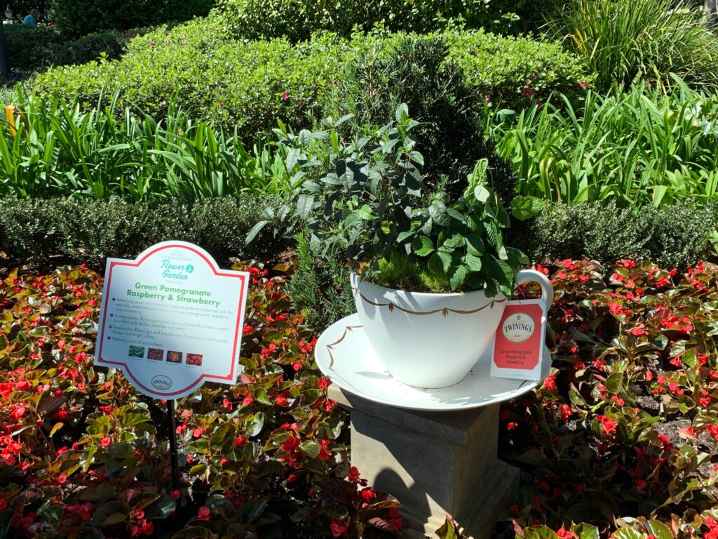 Different tea plants on display in the English Tea Garden in the UK