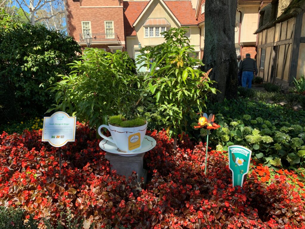 Different tea plants on display in the English Tea Garden in the UK