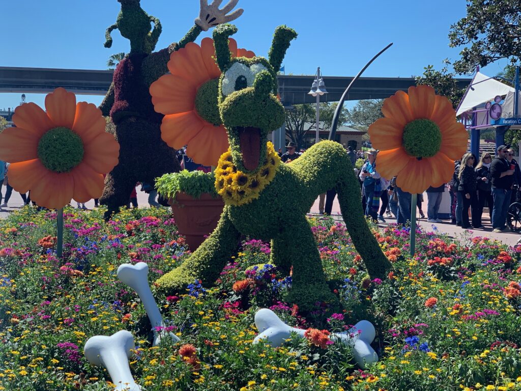 Pluto is the star in the large topiary in the pathway from Futureworld to World Showcase